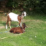 Kır Evi Podkrovi V Jihoceskem Statku