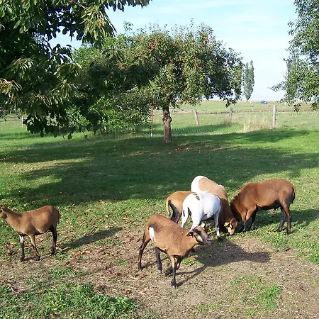Podkrovi V Jihoceskem Statku Nemejice